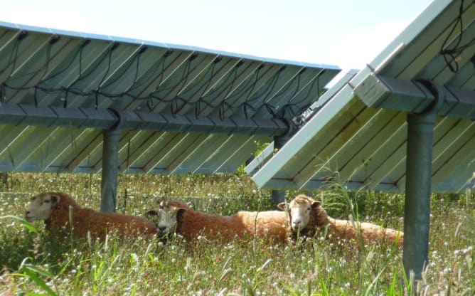 Schafe unter Sonnenkollektoren in Lanai, Hawaii