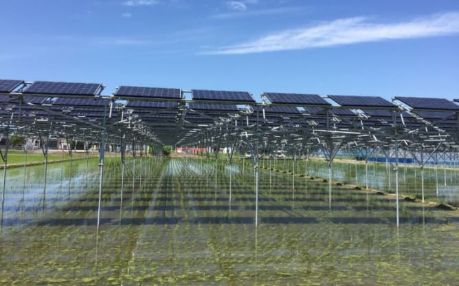 Reis: Solar Sharing Association - Kraftwerk Yingybatsa, Japan