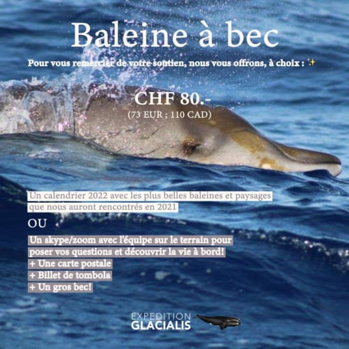 Beaked Whale Calendar or Skype + Postcard + Raffle Ticket