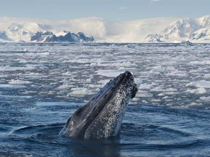 Une baleine à bosse en mode «spy hoping»