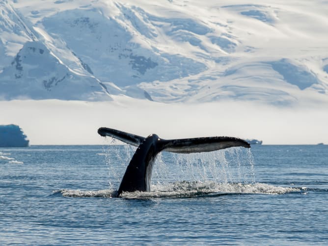 Vue sur le Fjord et une caudale de baleine à bosse