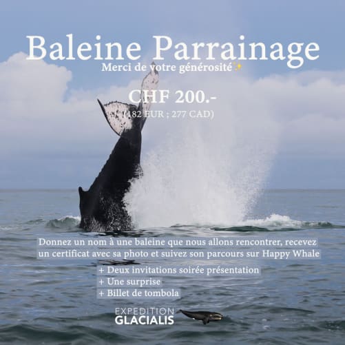 Humpback Whale Sponsorship + 2 Invitations + Postcard + Raffle Ticket  +  + 