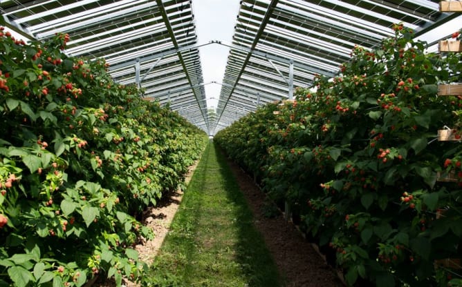 Raspberries: BayWa r.e. GmbH - Babberich, Netherlands
