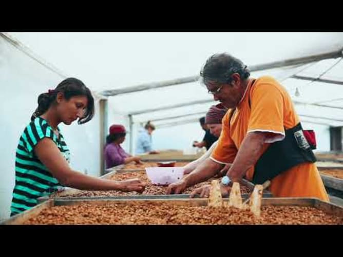 Finca Maputo - El Arte Del Café