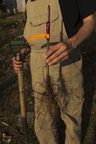 La pêche de vigne, autrefois bien répandue, est malheureusement en danger. Autrefois elle était utilisée comme indicateur de maladie. Si l'arbre tombait malade, il fallait réagir au plus vite.