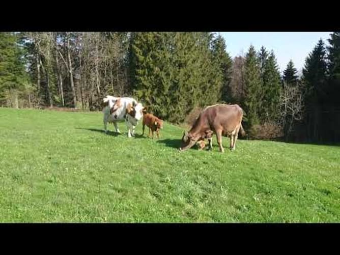 Stiftung für Nutztiere - Cerisette, Regina, Rumer und Cloé