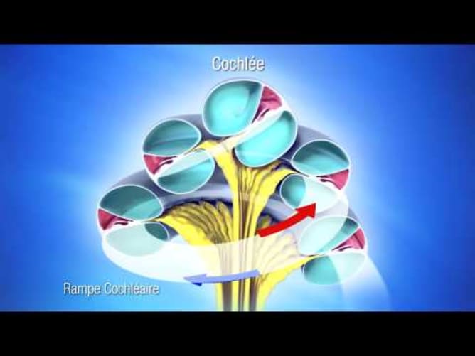 Découvrez l'Effet Tomatis® en 3D - FR