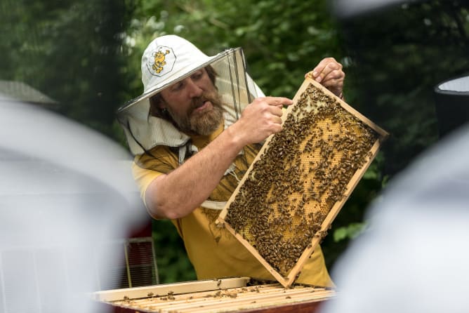 Belohnung: Faszinierendes aus der Welt der Bienen 