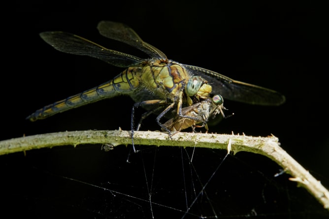 Grosser Blaupfeil (Orthetrum cancellatum) vertilgt Gemeine Viehbremse (Tabanus bromius)