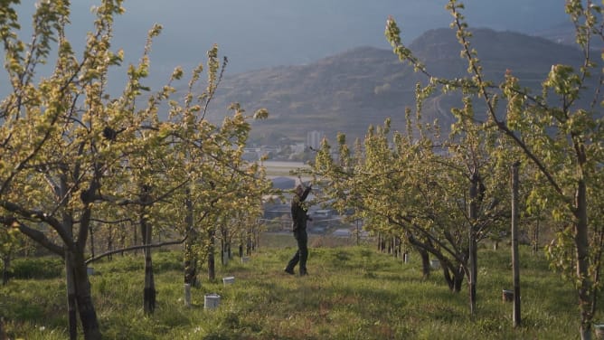 Le coteau de Nendaz en Valais, où je prends soin de plus de 5 hectares de fruits