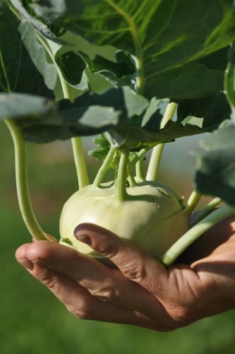 Kohlrabi, frisch vom Feld 