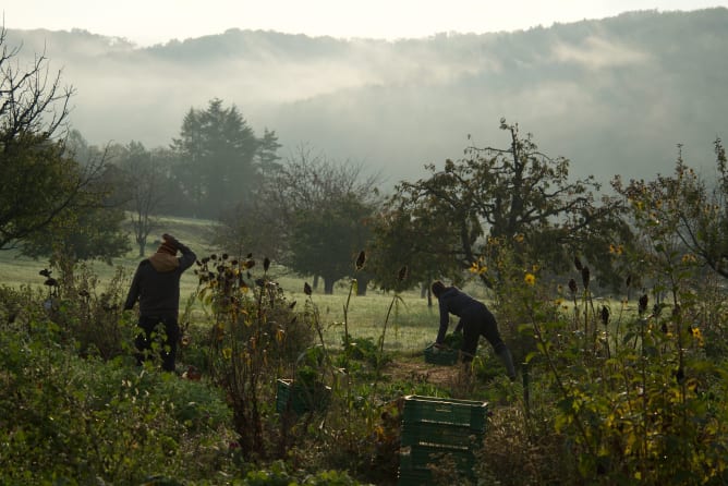 Stimmung morgendlicher Herbsternte 