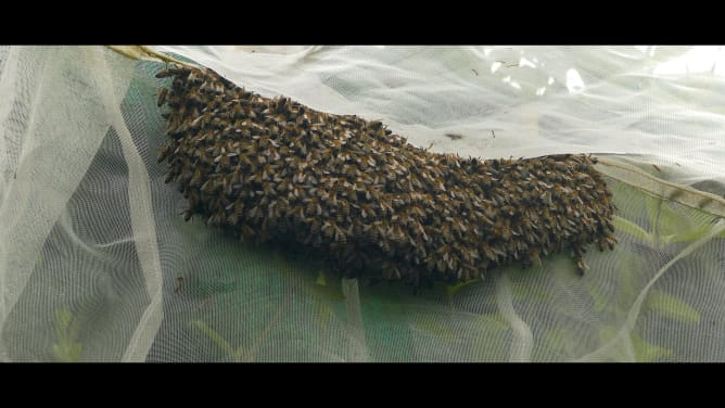 It's swarming season for the black bees at the beepod site in Ghent.