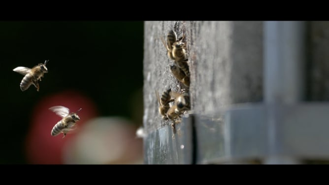 Rotselaar's wild bees in a electricity pole.