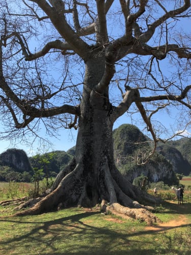 Ceiba