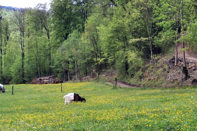 Weide auf dem Hofgut Rosenberg direkt am Waldrand