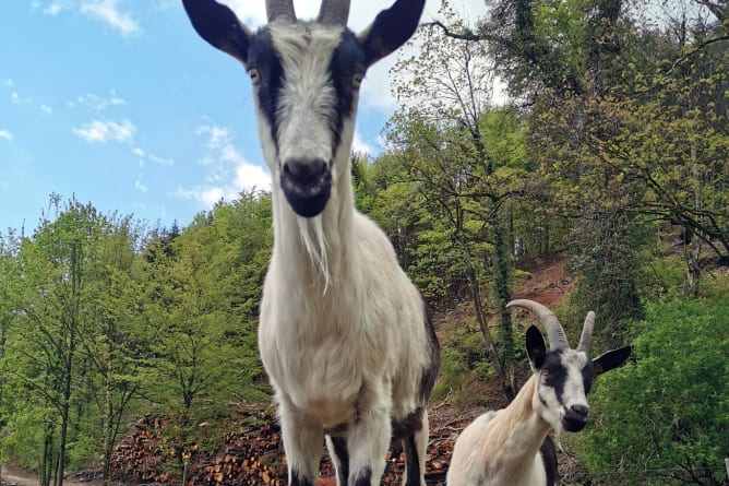 Neue Nachbarinnen auf dem Rosbenberg