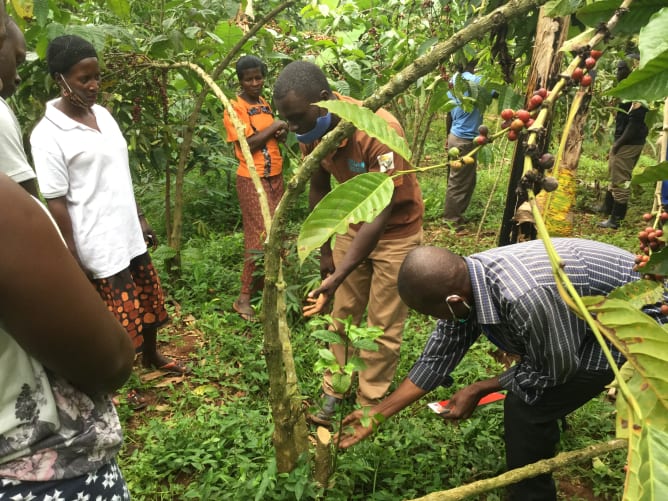 Good pruning of coffee trees is necessary for productive gardens. 