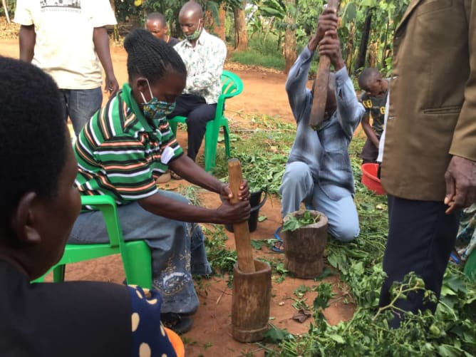 Natural concoctions may help strengthen the plants and reduce pests and diseases. Luckily, many ingredients for the concoctions grow locally. 