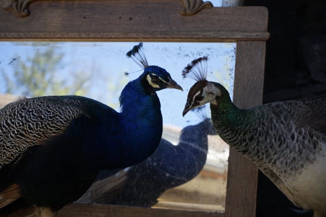 peacocks 