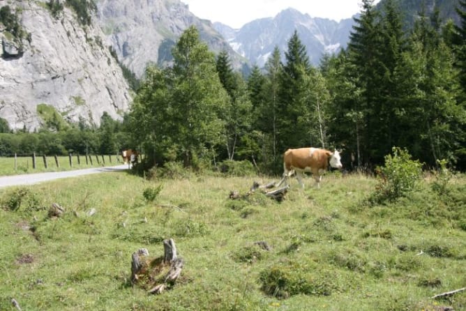 On the pasture in the Gastern Valley