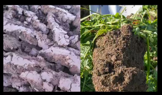 Sick or healthy? Climate farming starts with healthy soils