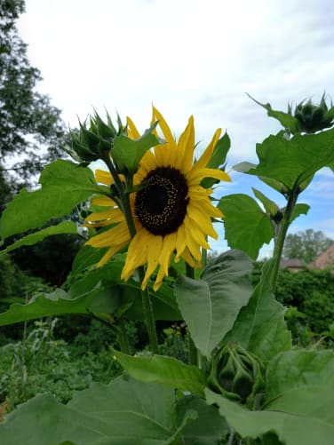 Les tournesols pour les abeilles et les poules