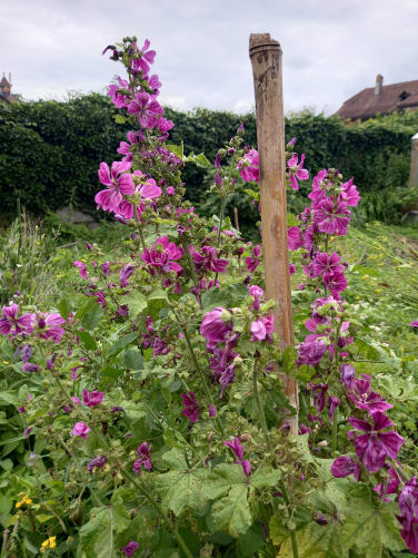 La mauve pour les salades et les tisanes