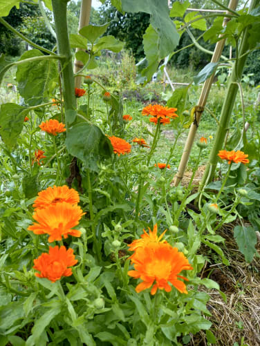 Le souci, fleur médicinale et aromatique