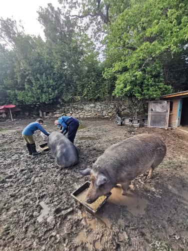 Tierarztbesuch bei den grossen Schweinen