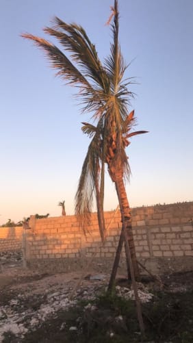 we planted 6 coconut trees