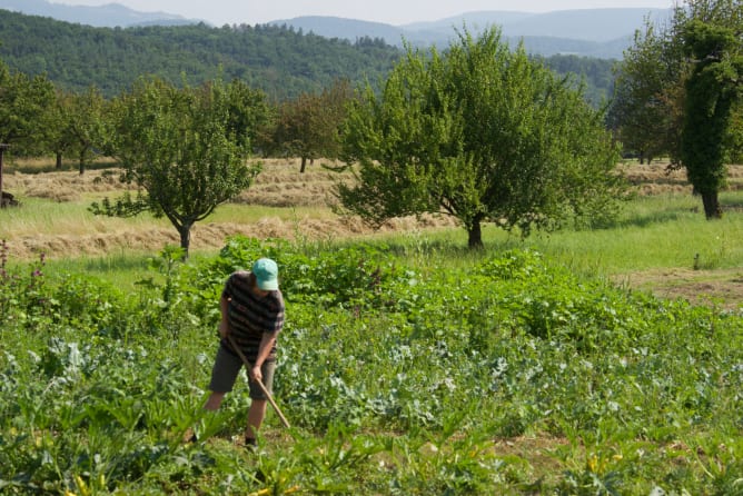 Hacken zwischen dem Gemüse