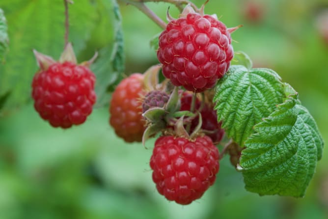 Himbeeren für Confiture