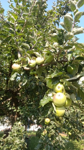 Il y'en aura du jus de pommes