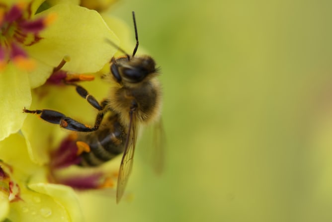 Ein Genuss für die kleinen Tiere