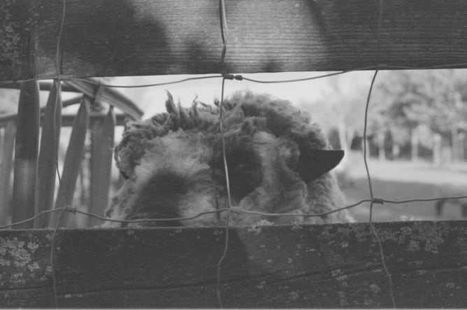 Sheep behind fence - limited edition analogue fotoprint by Navina Neverla ©