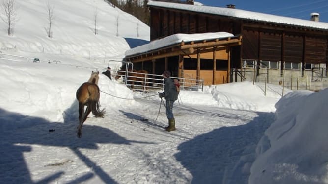Parelli mit Tipso, unserem 2jährigen Hafi