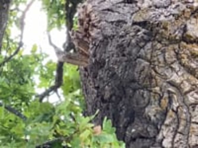 Bees in a Massive Old Oak