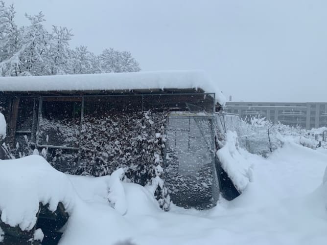 Die Schneemassen haben die Voliere in Schieflage gebracht..