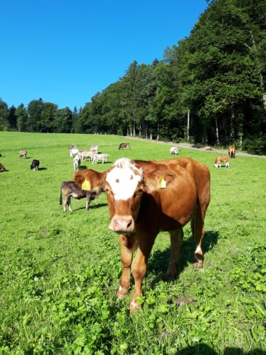 Mit über 20 Hektar ausschliesslichem Weideland können sich die Tiere vom Frühling bis in den Herbst hinein von einer Weide zur anderen satt grasen. 