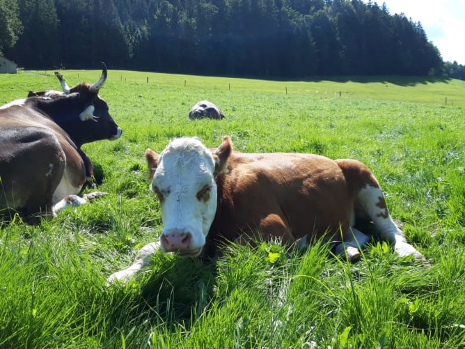 Es gibt für Weidetiere nichts Schöneres als draussen auf der Weide genüsslich zu grasen und sich in ihrem natürlichen Lebenselement fühlen zu dürfen.