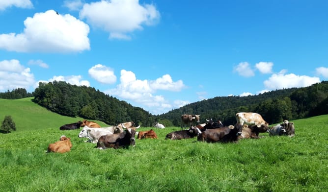 Der grösste Teil unserer Weideflächen ist in unmittelbarer Sichtweite und mit den topografisch abwechslungsreichen Grünflächen werden die Tiere auch aktiv gefordert, etwas für ihren Bewegungsapparat und ihre Gesundheit zu tun.