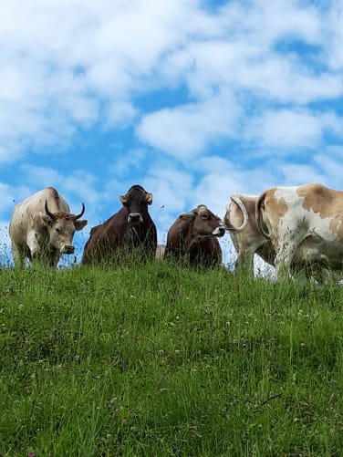 Mit über 20 Hektar ausschliesslichem Weideland können sich die Tiere vom Frühling bis in den Herbst hinein von einer Weide zur anderen satt grasen. 