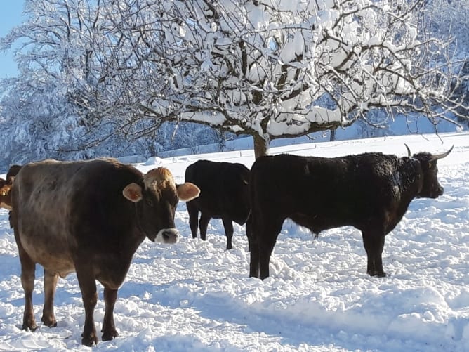 Winter-Wunderland – unsere Tiere lieben den Schnee!