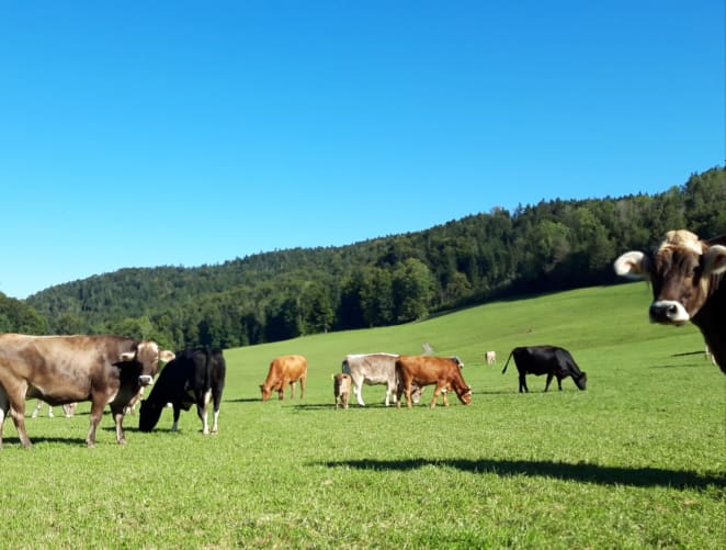 Der wunderschöne Lebensplatz für Kühe, Ochsen und Kälber.