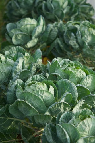 Rosenkohl kann den ganzen Winter über auf dem Feld stehen und wird immer wieder von uns beerntet. 