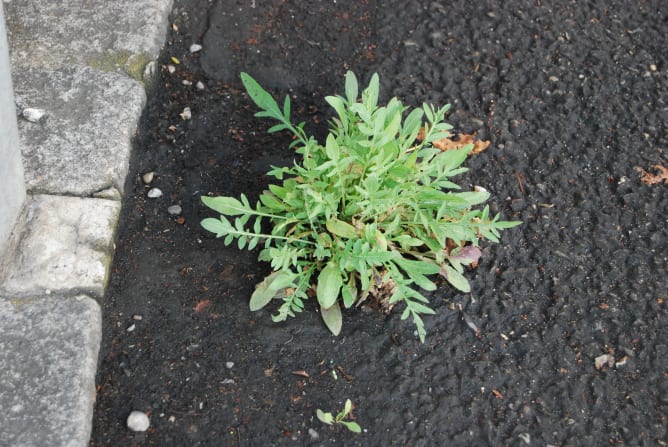 Die seltene Rheinische Flockenblume im Asphalt