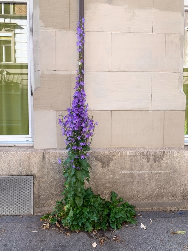 Pyramiden-Glockenblume in Belagsritze