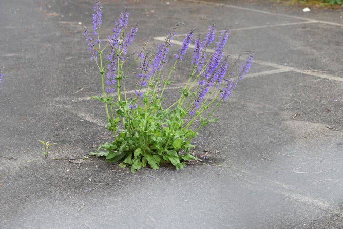 Wiesen-Salbei wächst aus Asphalt-Belag