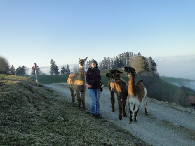 Spaziergang mit Lamas